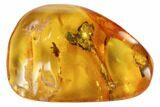 mm Fossil Cicada (Auchenorrhyncha) Nymph In Baltic Amber #123392-2